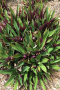 Oyster Plant - Moses in the Cradle 3 Rooted Tradescantia spathacea Indoor Outdoor Houseplant + FREE Plant