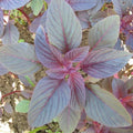 Red Garnet Amaranth Seeds - Non-GMO, Amaranthus cruentus, Vibrant Red Leaves, Nutritious, Full Sun, 2000+ Seeds