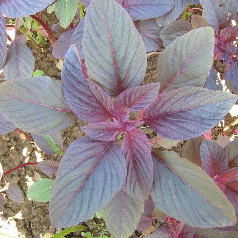 Red Garnet Amaranth Seeds - Non-GMO, Amaranthus cruentus, Vibrant Red Leaves, Nutritious, Full Sun, 2000+ Seeds