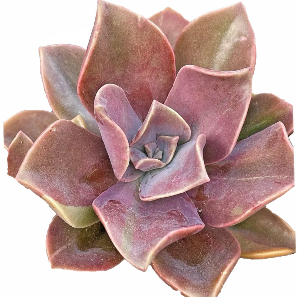 4-Inch Graptoveria Dusty Fred Ives Succulent - Rare Easy Care Houseplant