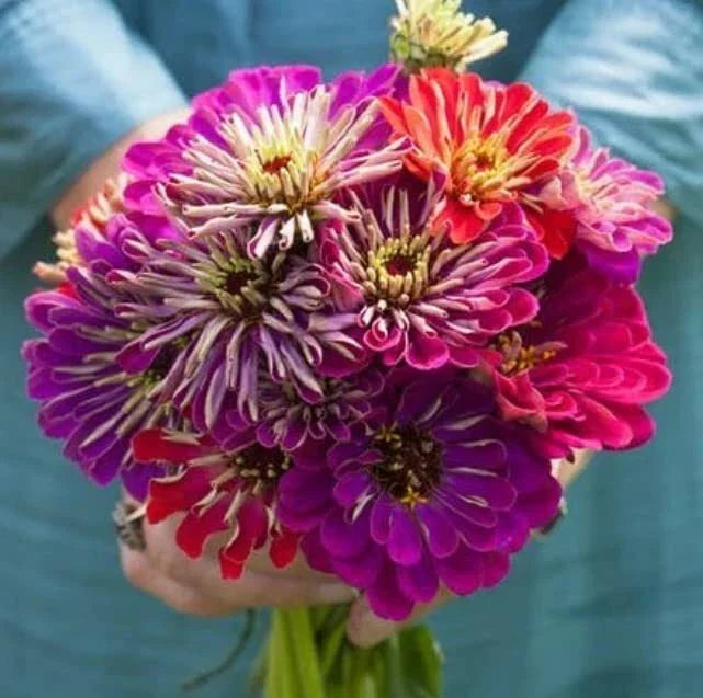 Zinnia Seeds - Meteor Shower Mix, 100 Seeds, Colorful Garden Flowers, Zinnia elegans