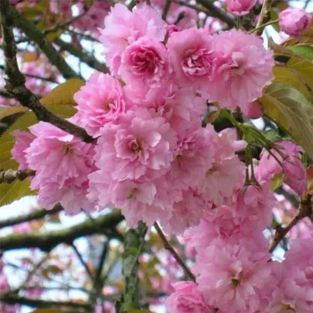 Japanese Cherry Bonsai Cuttings, 10 Unrooted Prunus serrulata for Propagation & Gardening