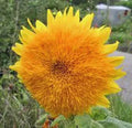 Giant Sunflower Seeds 500 Count Sungold Variety Helianthus annuus Large Colorful Blooms for Garden & Cut Flowers