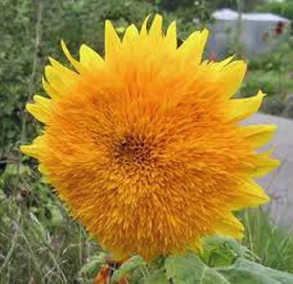 Giant Sunflower Seeds 500 Count Sungold Variety Helianthus annuus Large Colorful Blooms for Garden & Cut Flowers