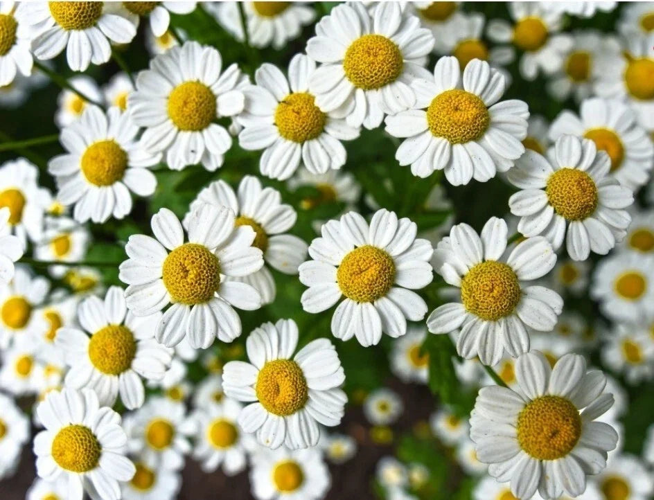 Chamomile Herb Seeds - 300+ Count, German Variety, Aromatic, Medicinal, Matricaria recutita, Annual Herb for Tea & Culinary