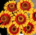 Sombrero Zinnia Seeds | Garden Size Mexican Daisy Zinnias | Zinnia angustifolia | Annual Flower for Borders & Containers