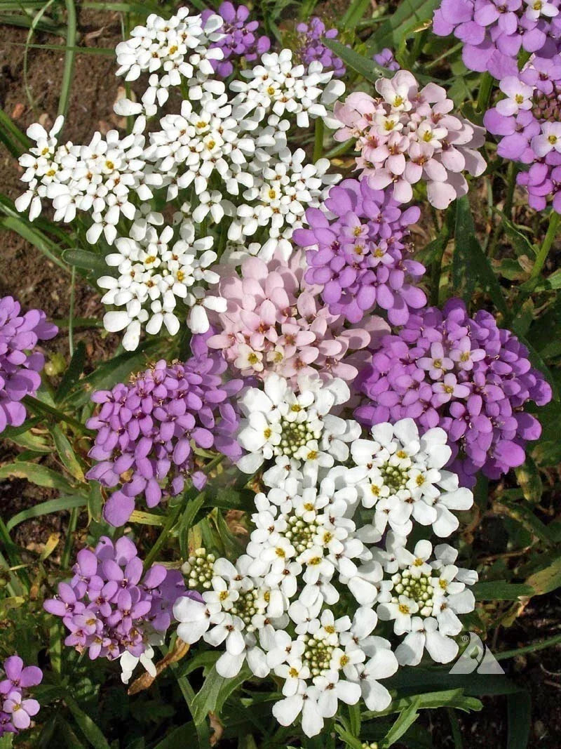 Globe Candytuft Seeds - Iberis umbellata - Colorful Blooms - Easy to Grow Garden Flower Seeds