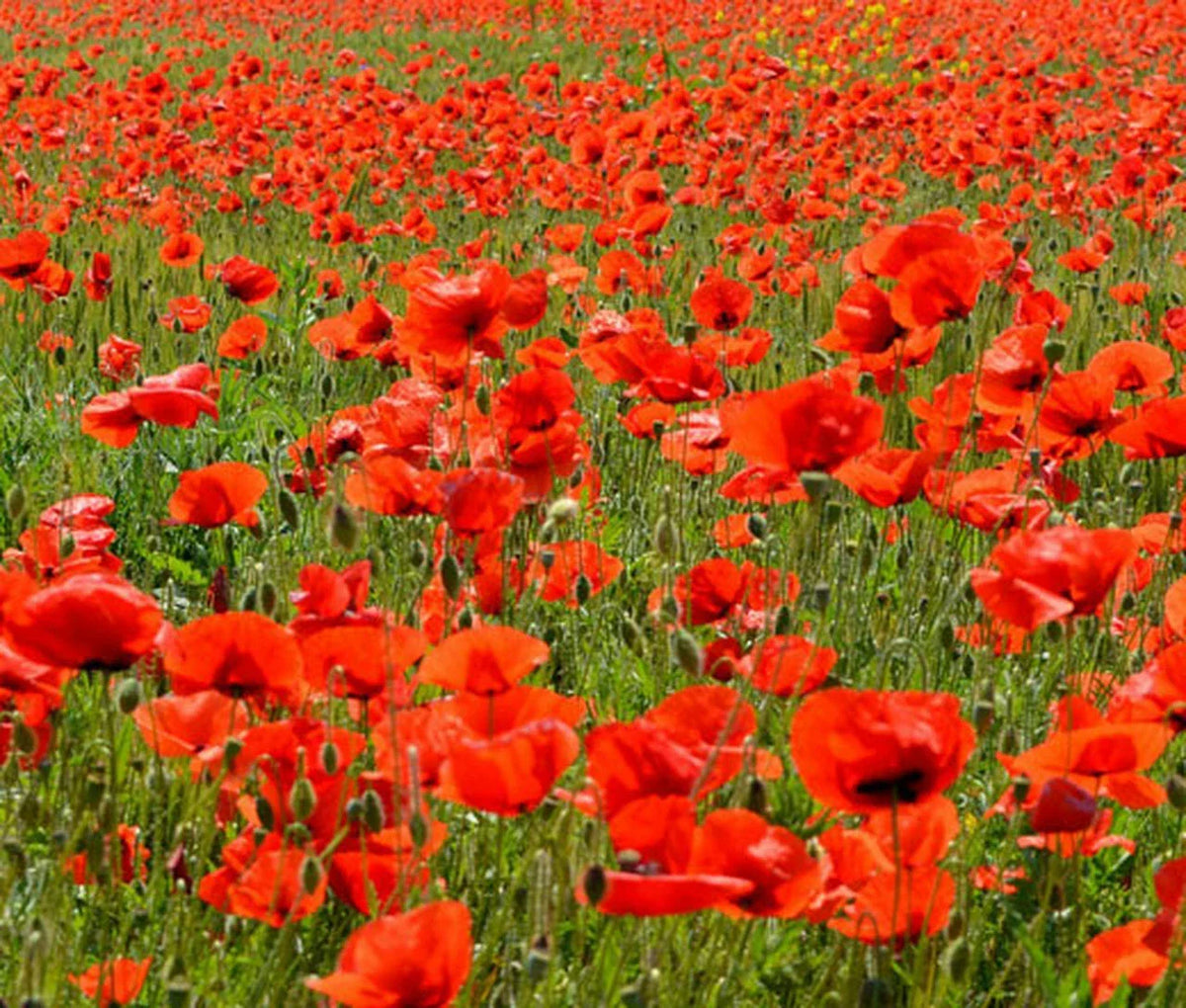 Poppy Seeds 2340 Count American Legion Red Papaver rhoeas Flower Seeds for Garden, Borders, and Containers