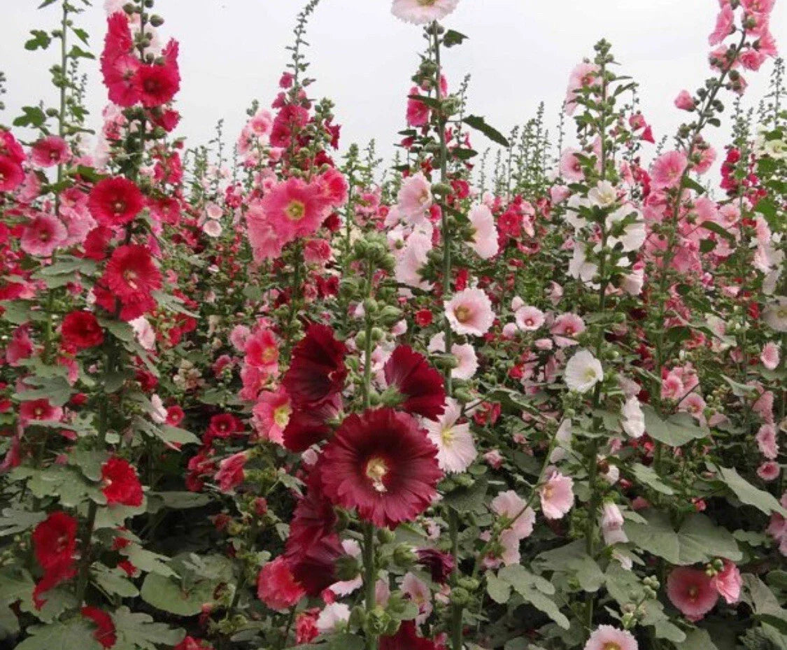 Hollyhock Seeds - 60+ Mixed Color Alcea rosea Flower Seeds for Borders & Gardens, Bonus Black Eyed Susan Seeds Included