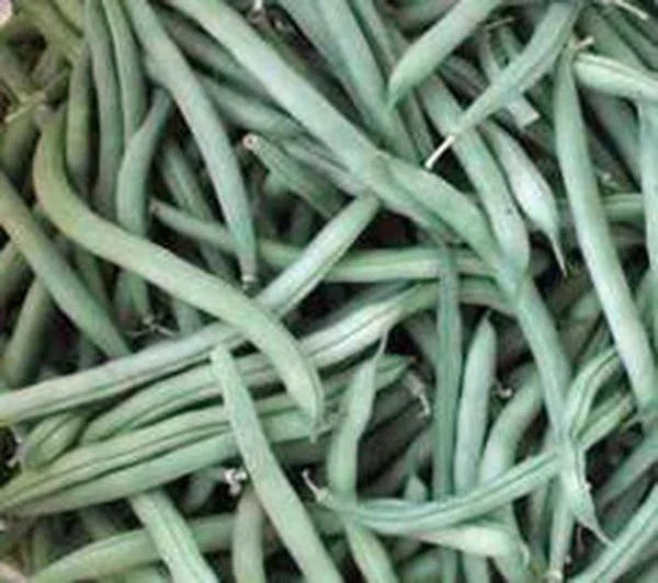 Provider Bush Bean Seeds - Heirloom Non-GMO Green Beans - 20+ Seeds for Vegetable Gardens - Phaseolus vulgaris