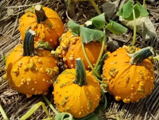Baby Bumps Pumpkin Seeds - 10 Pack Heirloom Cucurbita pepo Bumpy Orange Mini Pumpkins for Fall Decor & Gardening