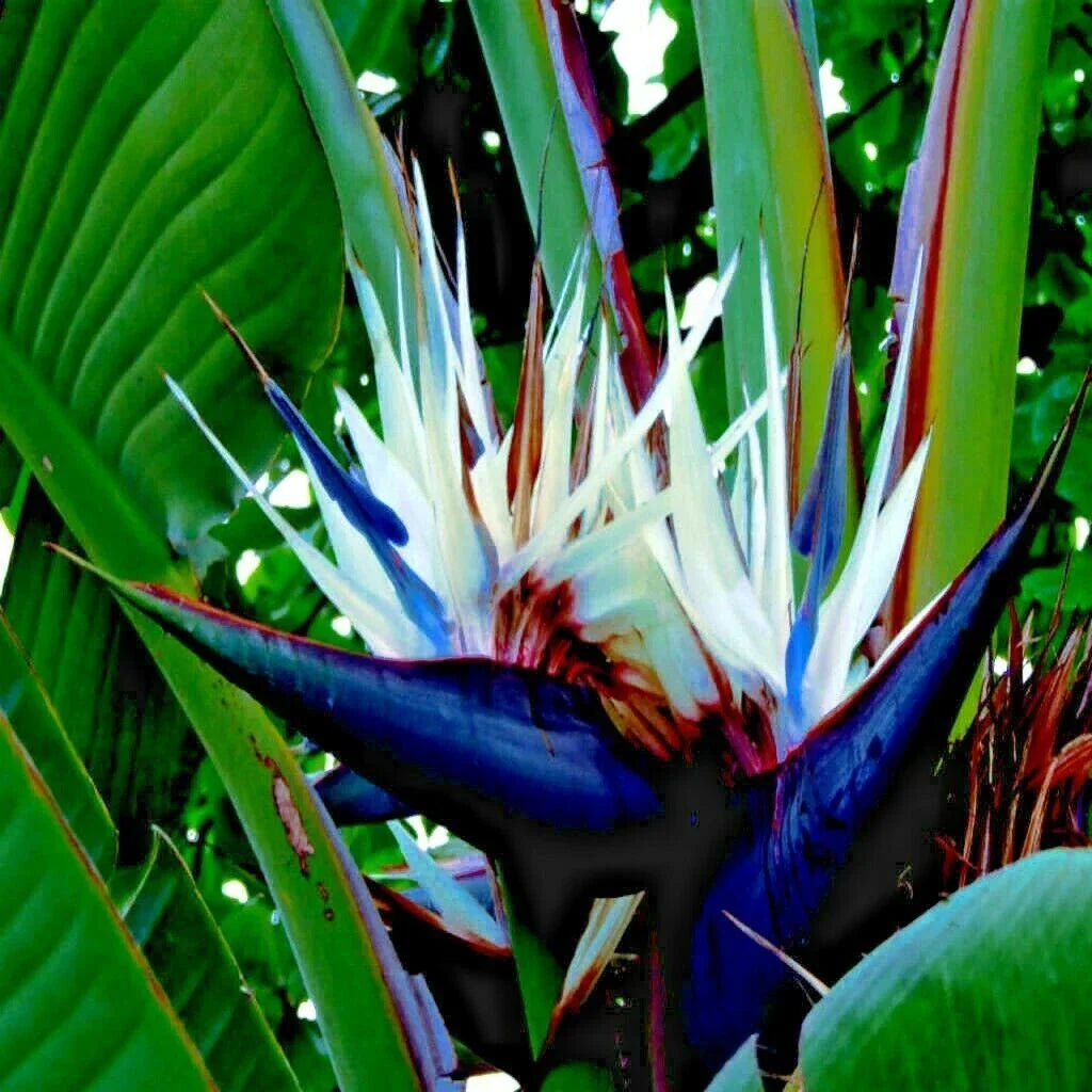 Giant White Bird of Paradise Seeds – Strelitzia nicolai – Tropical Flower Seeds for Garden & Landscape Planting