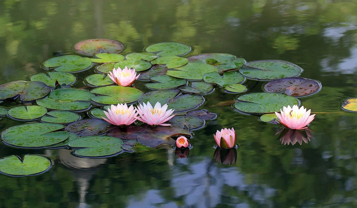 Lotus Seeds 10 Pack | Nelumbo nucifera Aquatic Plant for Ponds & Water Gardens