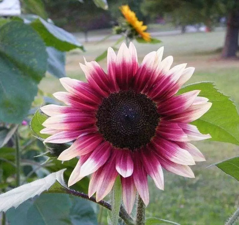 Cherry Rose Sunflower Seeds - Perennial Flower Seeds Pack of 25 - Helianthus annuus - Vibrant Cherry Rose Blooms