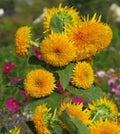 Sungold Dwarf Teddy Bear Sunflower Seeds - Organic 50 Pack - Helianthus annuus - Compact, Bright Yellow, USA Grown