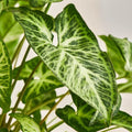 White Butterfly Syngonium Podophyllum Indoor Houseplant - Easy Care Arrowhead Vine Starter Plant