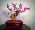 Bonsai Beauty Berry Seeds - Callicarpa Americana - 20 Non-GMO Shrub Seeds for Gardens & Landscapes