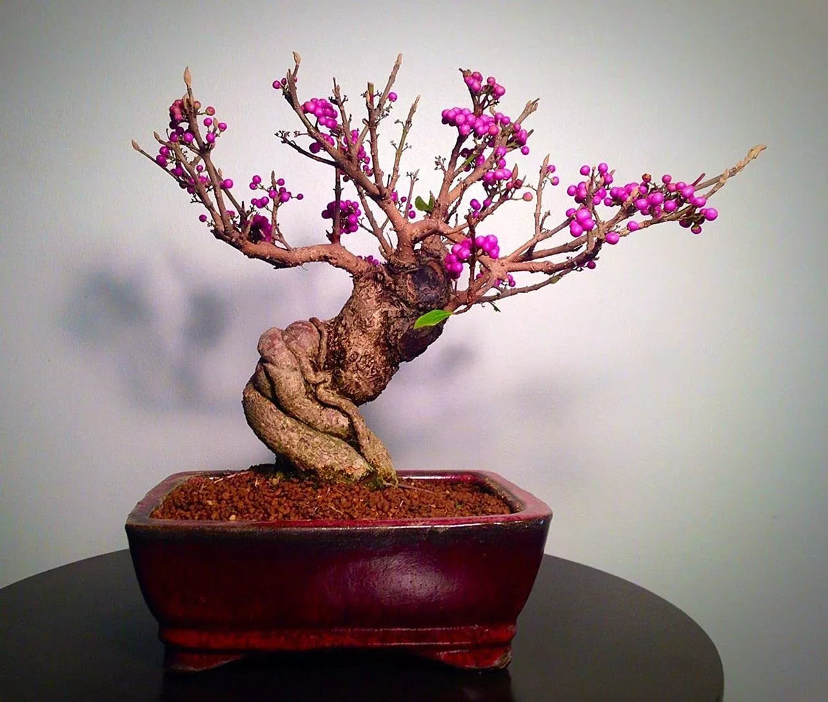 Bonsai Beauty Berry Seeds - Callicarpa Americana - 20 Non-GMO Shrub Seeds for Gardens & Landscapes