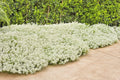 Tall Sweet Alyssum Seeds - Lobularia maritima - Drought Tolerant Groundcover for Containers & Borders