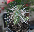Jumping Cholla Cactus Starter Plant in 2" Pot, Cylindropuntia fulgida, Drought-Tolerant Indoor or Outdoor Succulent