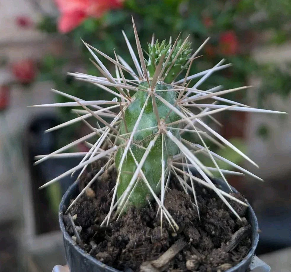 Jumping Cholla Cactus Starter Plant in 2" Pot, Cylindropuntia fulgida, Drought-Tolerant Indoor or Outdoor Succulent