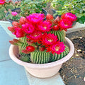 Red Torch Cactus Seeds - 20 Pack, Echinopsis sp., Bright Red Blooms, Indoor & Outdoor Gardening, Drought Tolerant Cacti Seeds