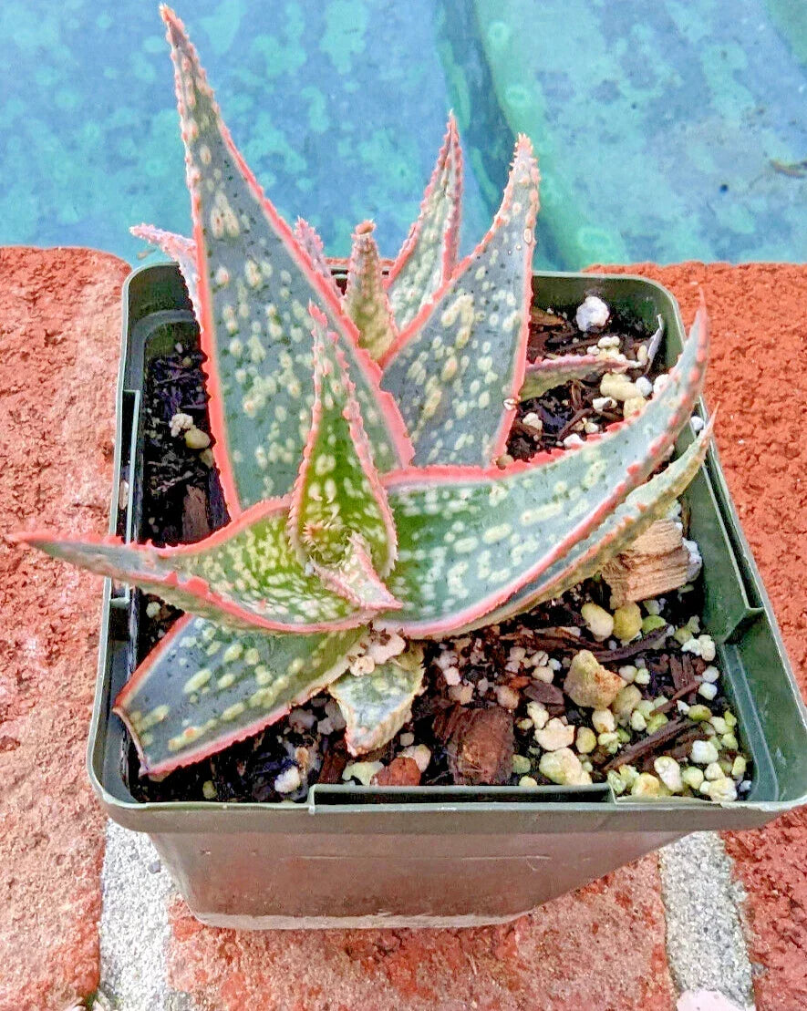 Aloe Plant 4" Potted Christmas Sleigh Aloe Vera Succulent Indoor Decor