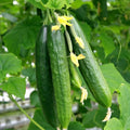 Persian Cucumber Seeds | Beit Alpha F1 | Burpless Lebanese Variety | Cucumis sativus | Heirloom, Garden, Greenhouse