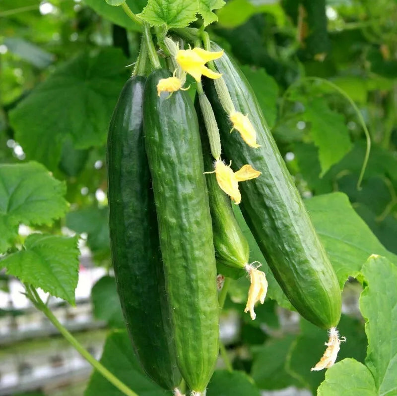 Persian Cucumber Seeds | Beit Alpha F1 | Burpless Lebanese Variety | Cucumis sativus | Heirloom, Garden, Greenhouse