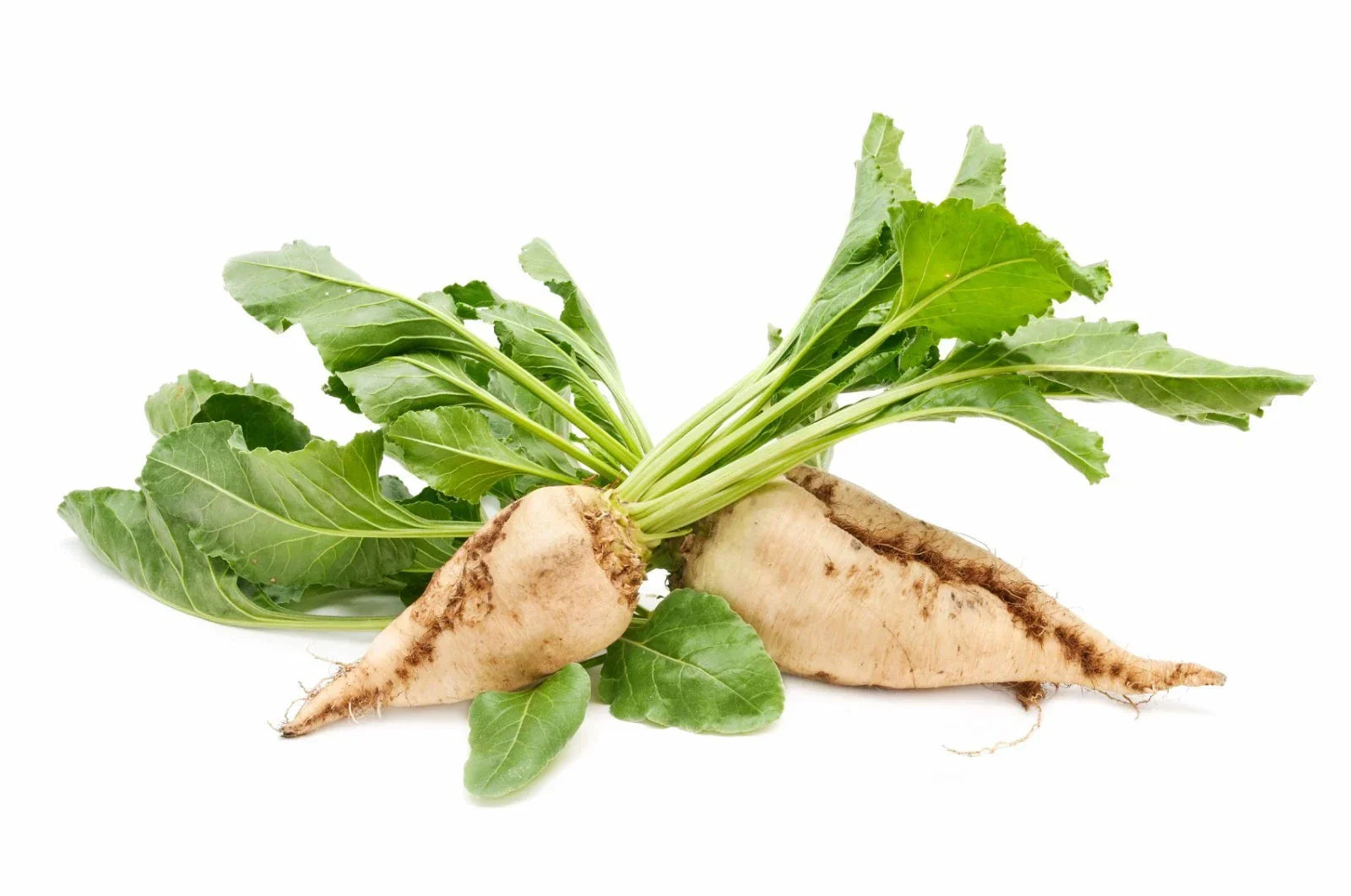 Sugar Beet Seeds 100/150 Count Non-GMO Open Pollinated Beta vulgaris for Home Garden, Cold Tolerant, Sweet Roots