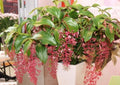 Live Well Rooted Bella Magnifica Medinilla - Rare Exotic Indoor Plant