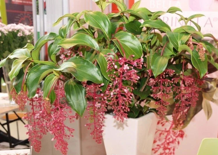 Live Well Rooted Bella Magnifica Medinilla - Rare Exotic Indoor Plant