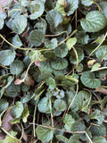 Strawberry Begonia Plants - 2 Bare Root Saxifraga stolonifera Hardy Ground Cover, Unique Foliage, Easy Care