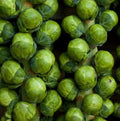 Catskill Brussel Sprouts Seeds - Non-GMO Vegetable Seeds, Brassica oleracea var. gemmifera, 1,000+ Seeds for Home Garden, Fall & Winter Harvest