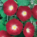 Scarlet O'Hara Morning Glory Seeds - 25+ Ipomoea purpurea Deep Pink Climbing Vine for Gardens