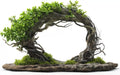 Willow Arch Bonsai Tree Cuttings - 4 Fast Growing Indoor Outdoor Salix spp.