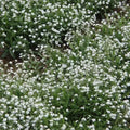 Forget Me Nots White Perennial Seeds – Myosotis sylvatica Ground Cover, Non-GMO, 500 Seeds for Moon Garden & Border Planting