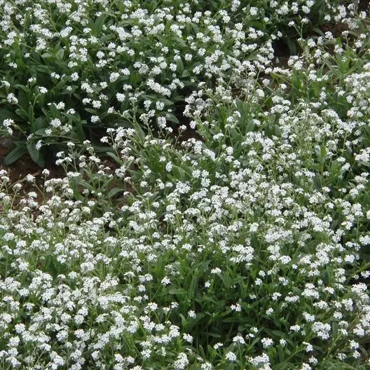 Forget Me Nots White Perennial Seeds – Myosotis sylvatica Ground Cover, Non-GMO, 500 Seeds for Moon Garden & Border Planting