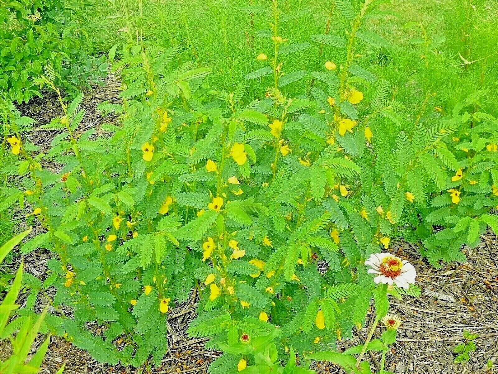Partridge Pea Seeds - 201+ Native Wildflower for Wildlife Habitat, Fall Food Source - Chamaecrista fasciculata