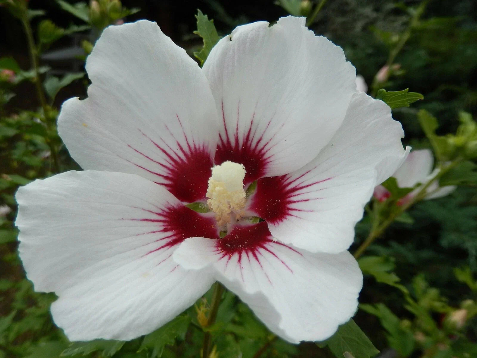 White Hibiscus Seeds - Crimson Eye - Perennial Flower Seeds - Hibiscus rosa-sinensis