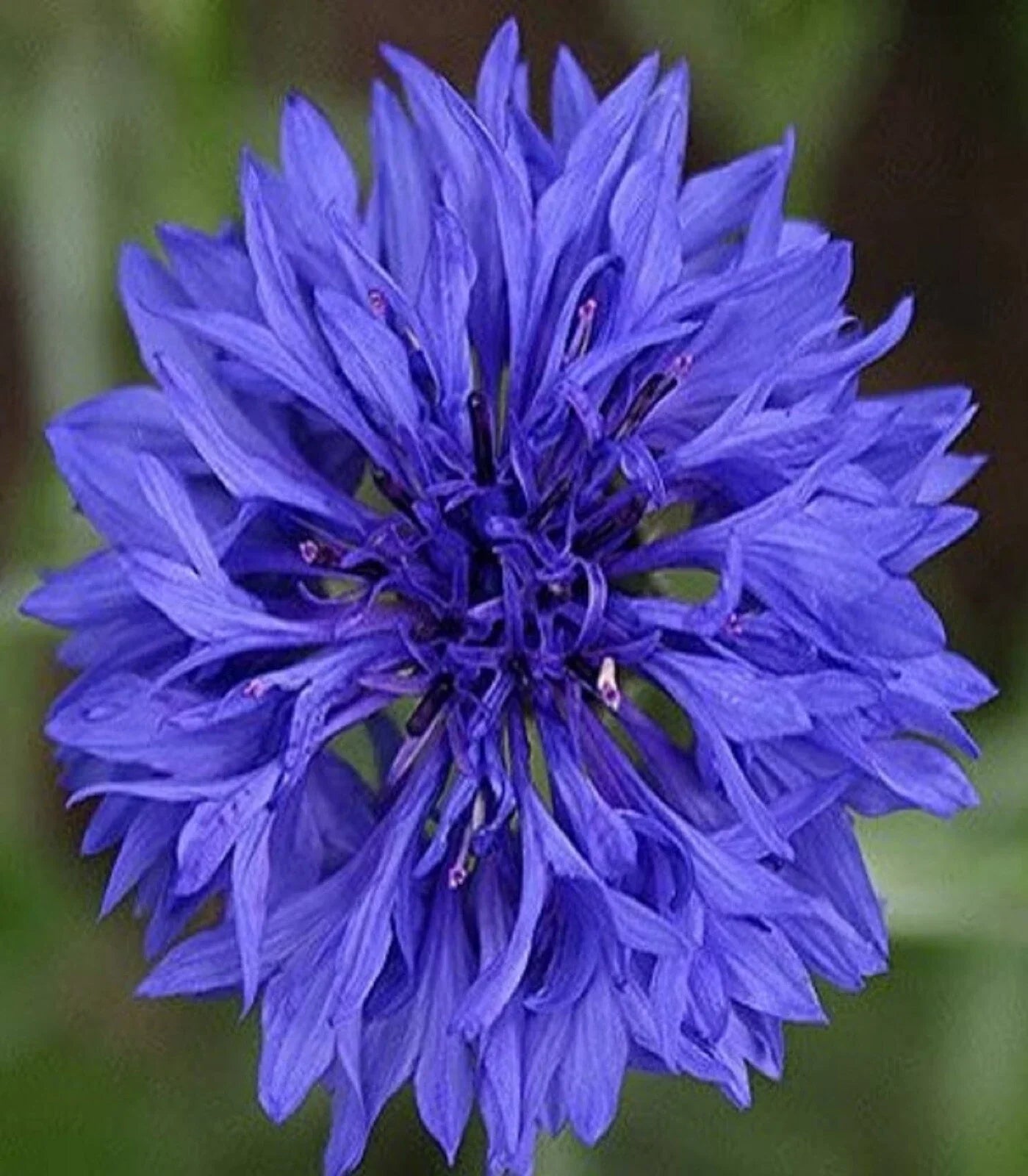 Cornflower Seeds - Blue Dwarf Variety - Centaurea cyanus - Pack of 200 Seeds for Borders & Containers