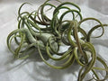 5 Pack Caput Medusae Air Plants - Exotic Tillandsia, Low Maintenance, Unique Medusa Head, Indoor Air Purifying Plants