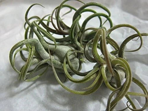 5 Pack Caput Medusae Air Plants - Exotic Tillandsia, Low Maintenance, Unique Medusa Head, Indoor Air Purifying Plants