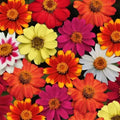 Zahara Bonfire Mix Zinnia Seeds - 100+ Pack, Annual Flower, Vibrant Red, Orange & Yellow, Zinnia elegans, Garden Planting