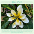 Rooted Bali Whirl Plumeria Plant Cutting - 10-Petal Fragrant Flower - Plumeria obtusa
