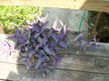 Purple Heart Wandering Jew Plant - Well-Rooted Starter - Tradescantia pallida for Hanging Baskets & Pots
