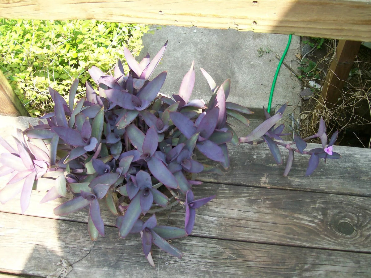 Purple Heart Wandering Jew Plant - Well-Rooted Starter - Tradescantia pallida for Hanging Baskets & Pots