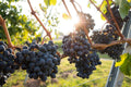 Organic Grape Plants and Cuttings - Vitis vinifera Cultivars for Home Gardens