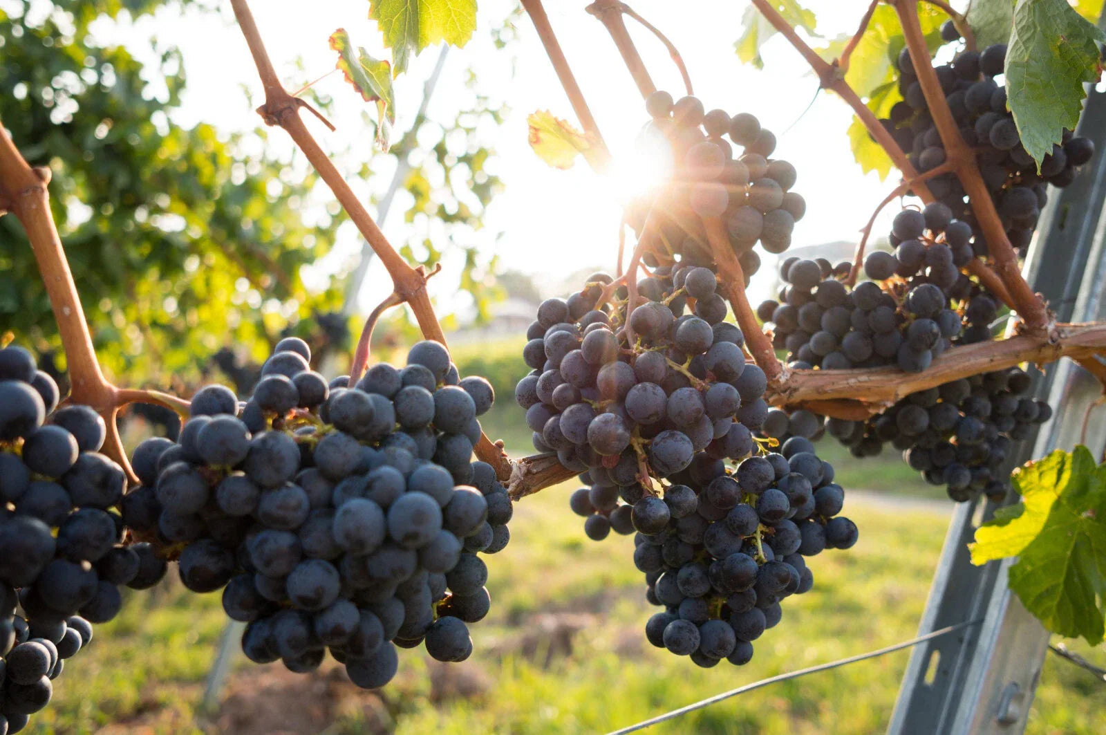 Organic Grape Plants and Cuttings - Vitis vinifera Cultivars for Home Gardens