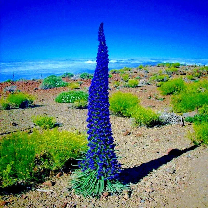 Pride of Madeira Flower Seeds - Blue Tower of Jewels - Echium fastuosum - Garden Plant, Drought-Tolerant, Pollinator Attracting Seeds